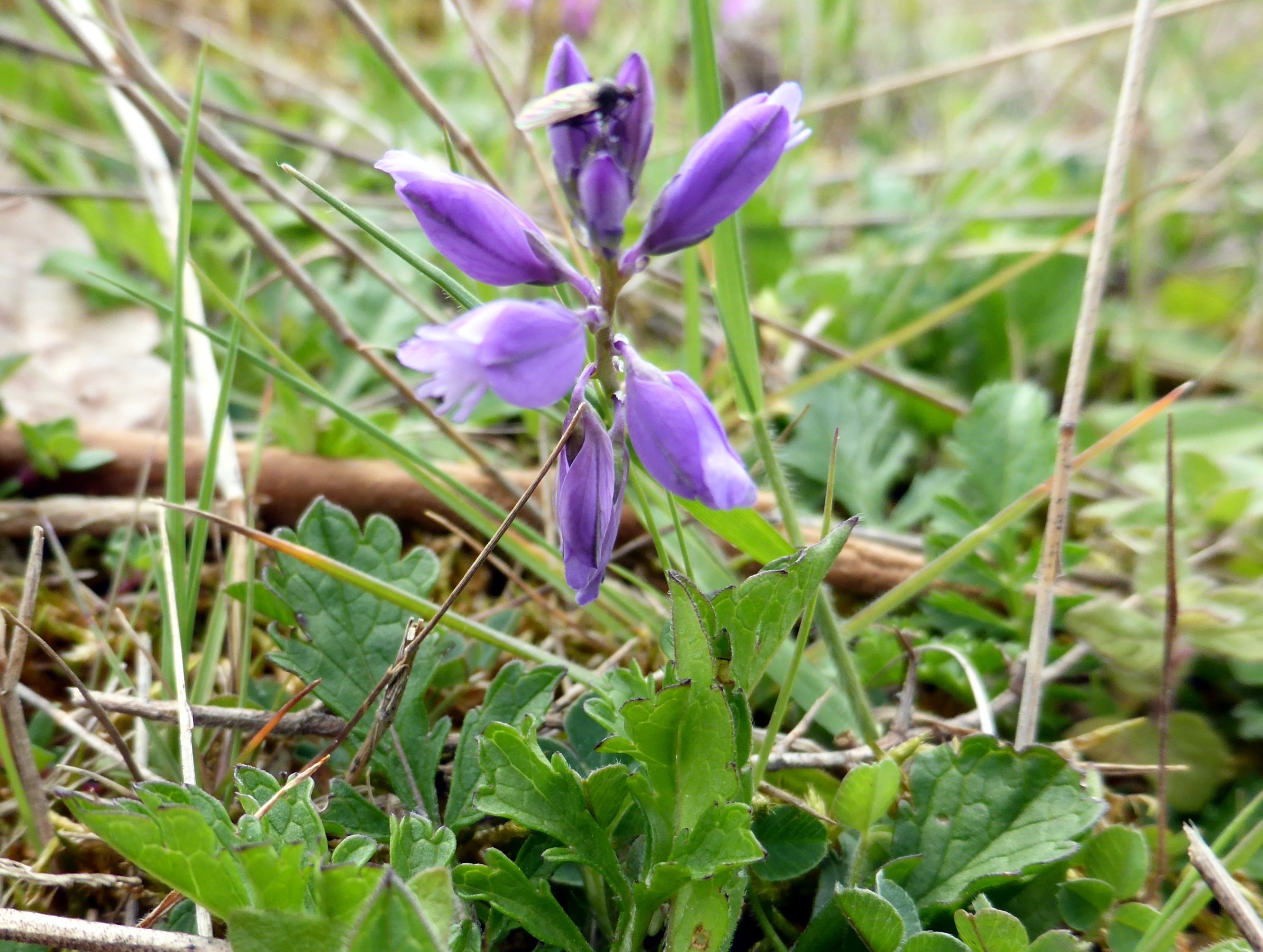 Welk bloemetje is dit